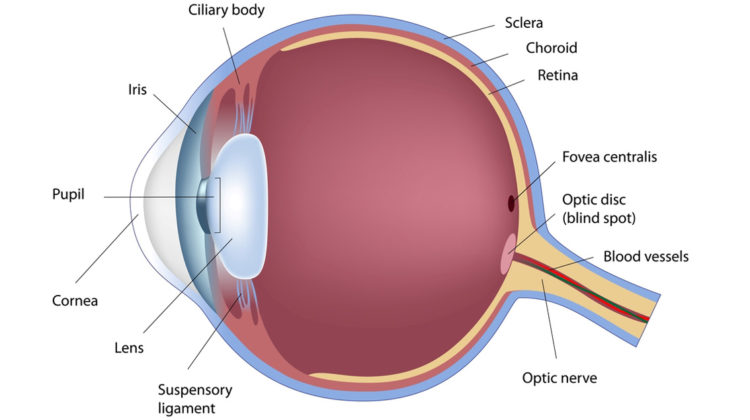 What are the important part of our eyes?
