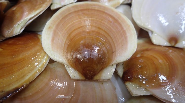 Sea Scallop