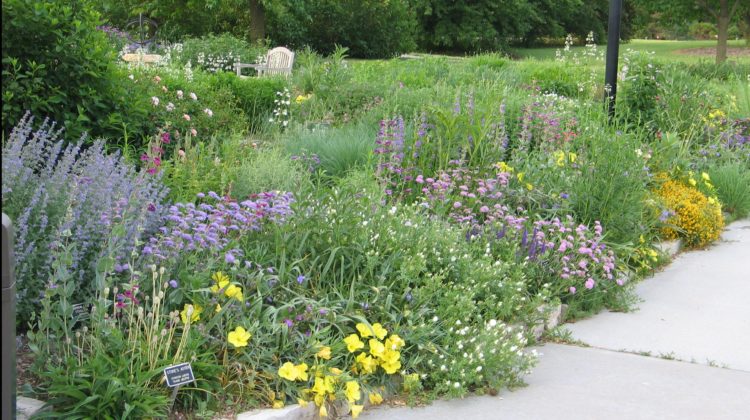 A lovely native landscape laid out and blooming