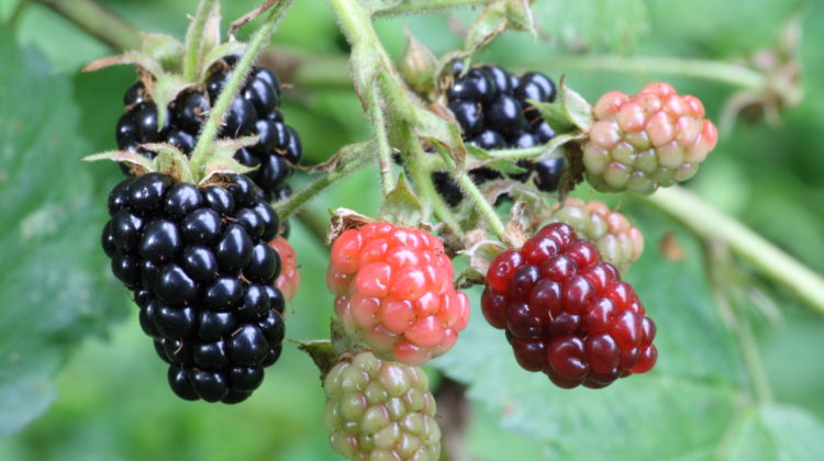 Edible berries, in this case wild blackberries growing free for the picking.