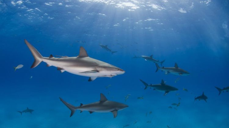 Sharks, the source of fins for shark fin soup